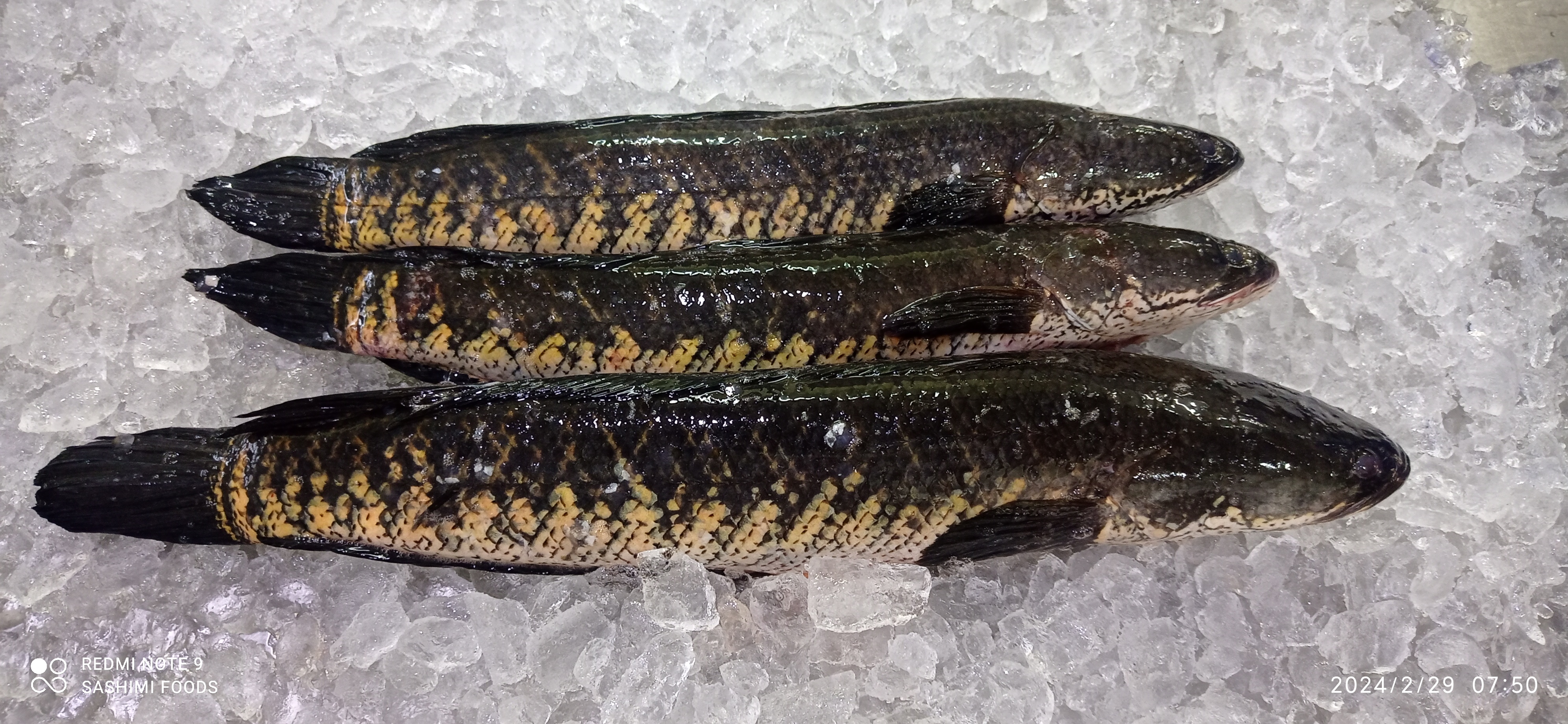 Discover Indian Fresh Fish Favourites for Every Meal.