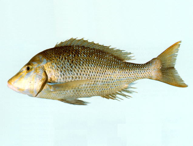 Lagoon Fish 