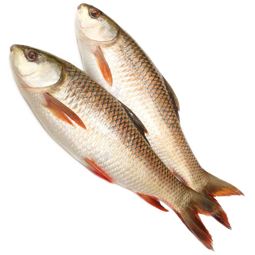 FRESH WATER FISH
